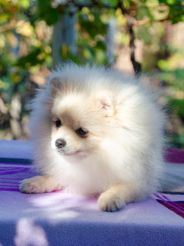 Nandor Pomeranian Nandor Pomeranian