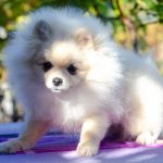Nandor-male-Pomeranian-puppy-for-sale-4