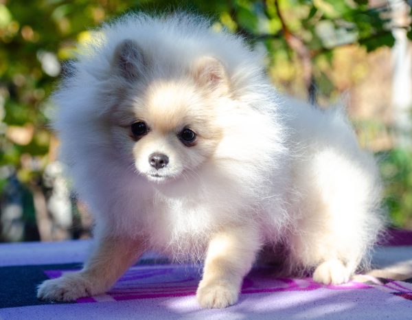 Nandor Pomeranian Nandor Pomeranian