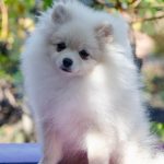 Nandor-male-Pomeranian-puppy-for-sale-5