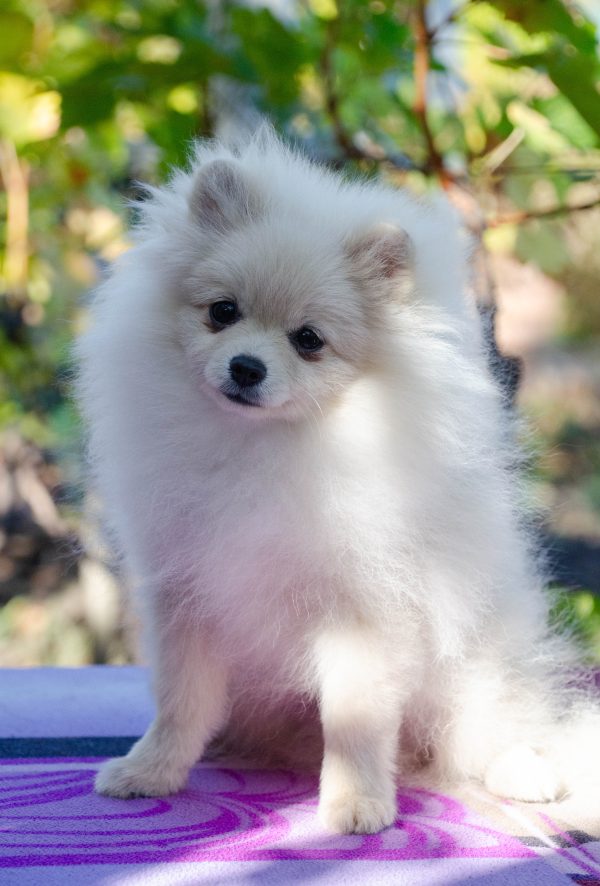 Nandor Pomeranian Nandor Pomeranian