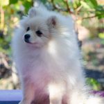 Nandor-male-Pomeranian-puppy-for-sale-6