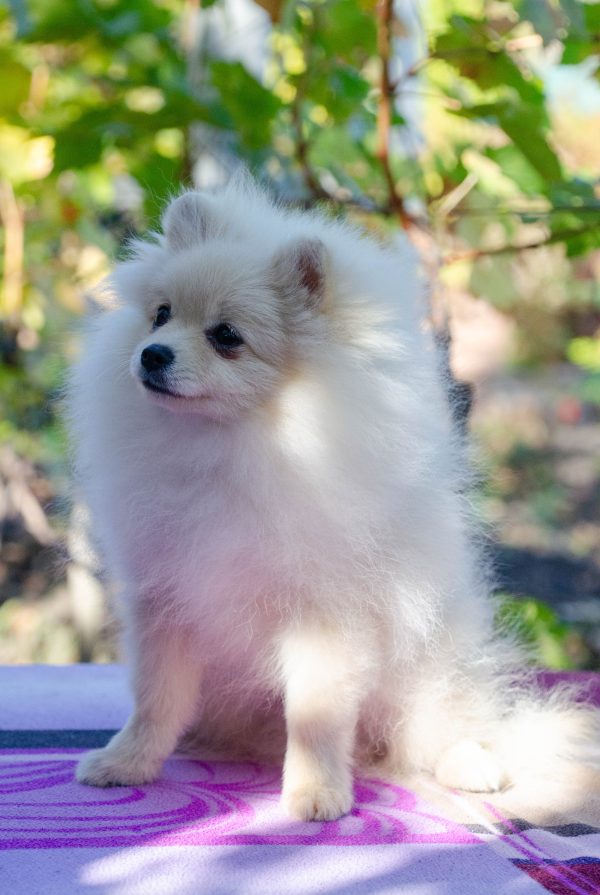 Nandor Pomeranian Nandor Pomeranian
