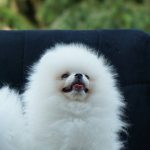 Umka-Orso-male-Pomeranian-puppy-for-sale-1