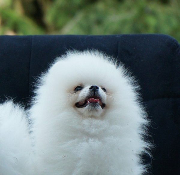 Umka Orso Pomeranian