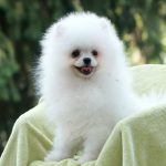 Umka-Orso-male-Pomeranian-puppy-for-sale-2