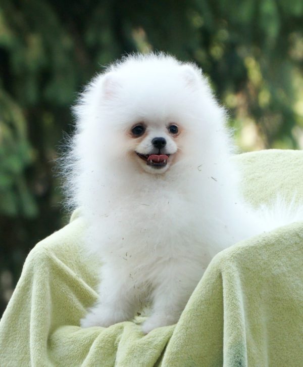 Umka Orso Pomeranian