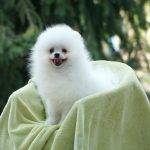 Umka-Orso-male-Pomeranian-puppy-for-sale-3