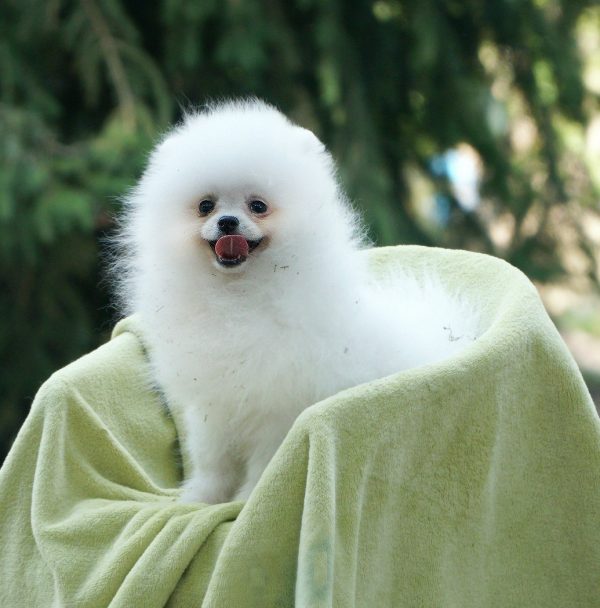 Umka Orso Pomeranian