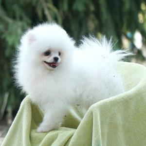 Umka Orso Pomeranian Umka Orso Pomeranian