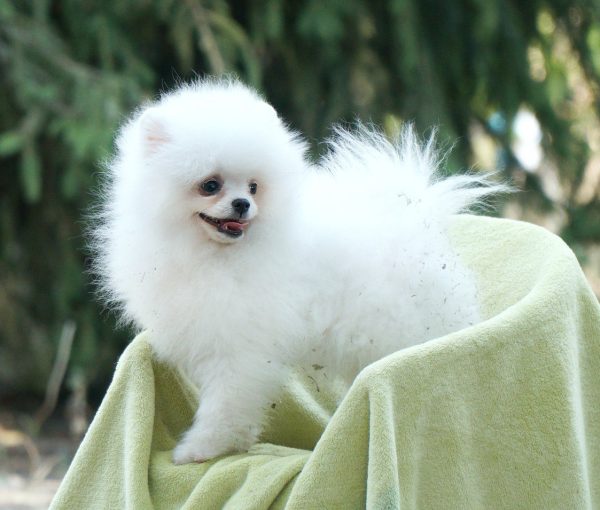 Umka Orso Pomeranian