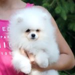 Umka-Orso-male-Pomeranian-puppy-for-sale-5