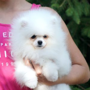 Umka Orso Pomeranian Umka Orso Pomeranian
