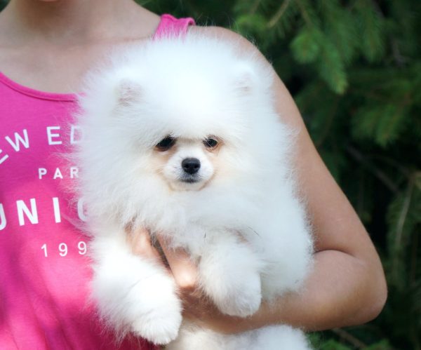 Umka Orso Pomeranian