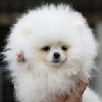 Un-Jardin-female-Pomeranian-puppy-for-sale-1