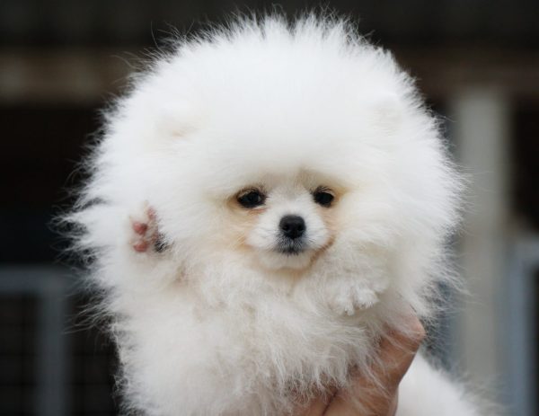 Un Jardin Pomeranian Un Jardin Pomeranian