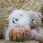 Un-Jardin-female-Pomeranian-puppy-for-sale-2