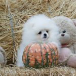 Un-Jardin-female-Pomeranian-puppy-for-sale-3