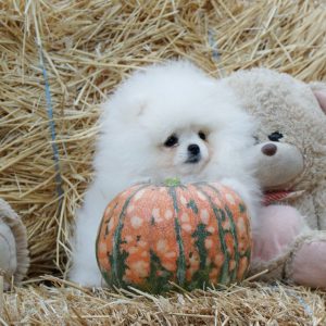 Un Jardin Pomeranian Un Jardin Pomeranian
