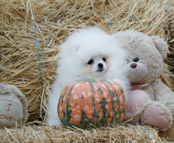 Un Jardin Pomeranian Un Jardin Pomeranian