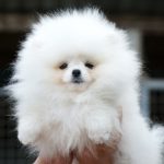 Un-Jardin-female-Pomeranian-puppy-for-sale-4