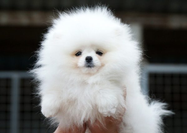 Un Jardin Pomeranian Un Jardin Pomeranian