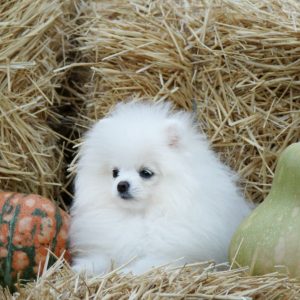 Unique Royal Pomeranian Unique Royal Pomeranian