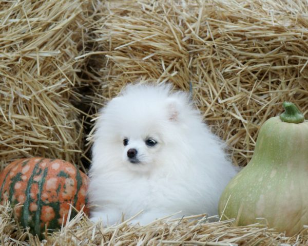 Unique Royal Pomeranian Unique Royal Pomeranian