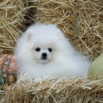 Unique-Royal-female-Pomeranian-puppy-for-sale-2