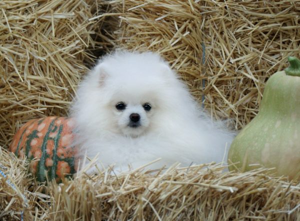 Unique Royal Pomeranian Unique Royal Pomeranian