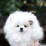 Umka Orso Pomeranian