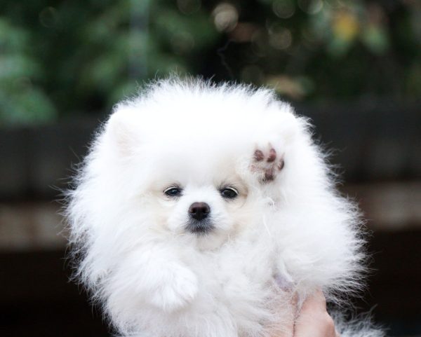 Unique Royal Pomeranian Unique Royal Pomeranian