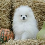Unique-Royal-female-Pomeranian-puppy-for-sale-4