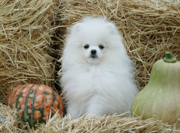 Unique Royal Pomeranian Unique Royal Pomeranian