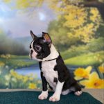 Black-male-boston-terrier-puppy-for-sale- (1)