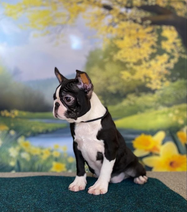 Black Boston Terrier