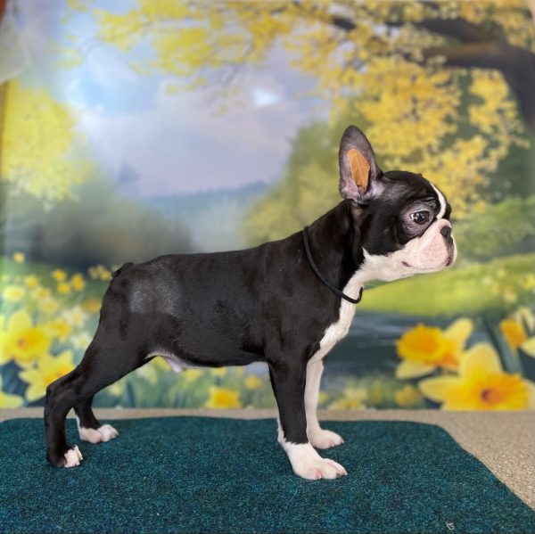 Black Boston Terrier