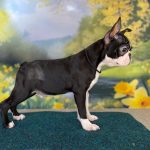 Black-male-boston-terrier-puppy-for-sale- (3)