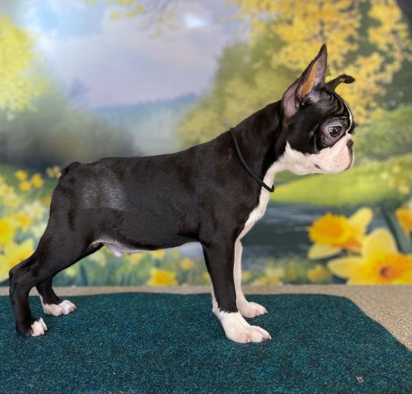 Black Boston Terrier