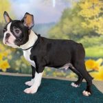 Black-male-boston-terrier-puppy-for-sale- (4)