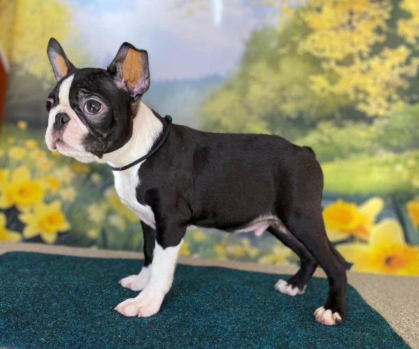 Black Boston Terrier