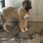 Denni-female-Caucasian-Mountain-Dog-puppy-for-sale-1