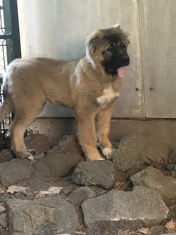 Denni Caucasian Mountain Dog Denni Caucasian Mountain Dog