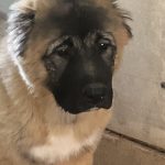 Denni-female-Caucasian-Mountain-Dog-puppy-for-sale-3