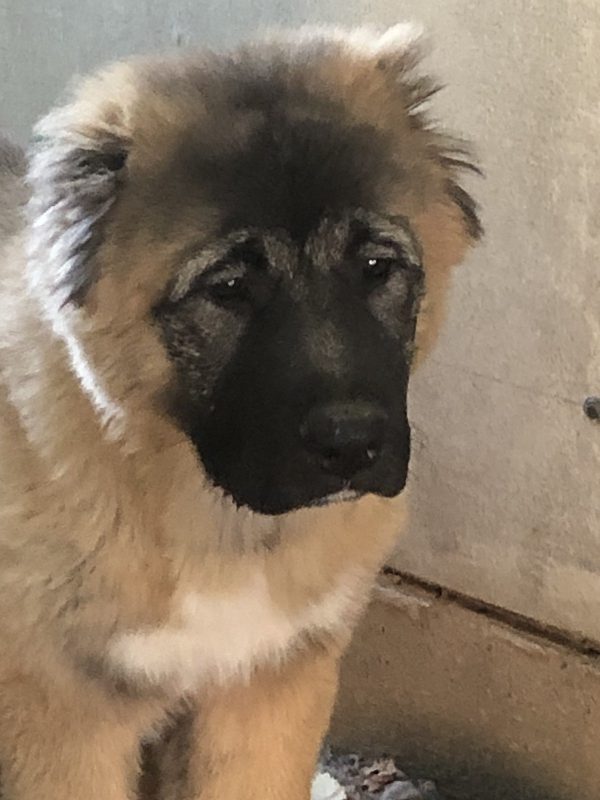 Denni Caucasian Mountain Dog Denni Caucasian Mountain Dog