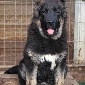 Djeki Caucasian Mountain Dog