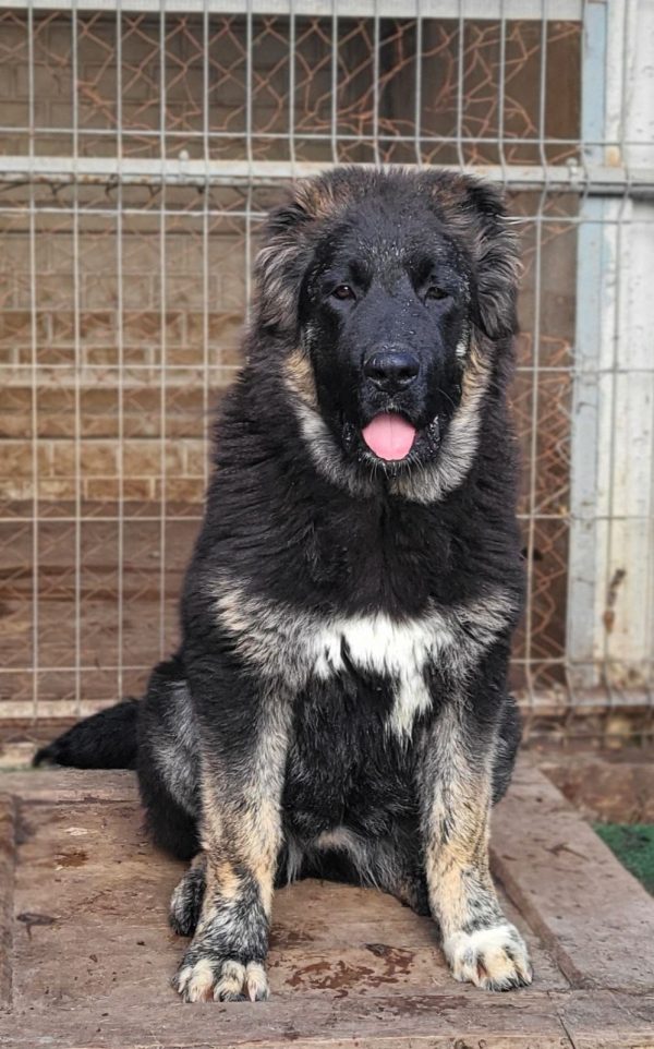 Djeki Caucasian Mountain Dog Djeki Caucasian Mountain Dog