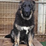 Djeki-female-Caucasian-Mountain-Dog-puppy-for-sale-2