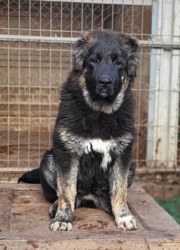 Djeki Caucasian Mountain Dog Djeki Caucasian Mountain Dog