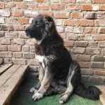 Djeki-female-Caucasian-Mountain-Dog-puppy-for-sale-3
